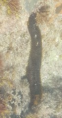 Holothuria lubrica