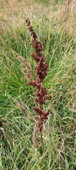 Rumex pseudonatronatus