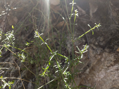 Galium angustifolium