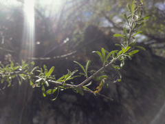 Prunus fasciculata