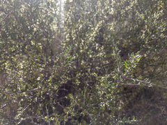Prunus fasciculata