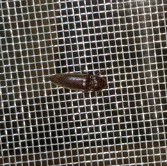 Elateridae