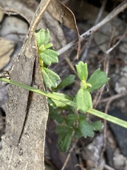 Xanthosia tridentata