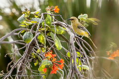 Icterus nigrogularis