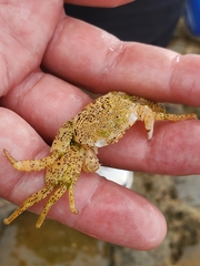 Grapsus longitarsis