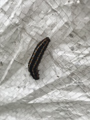 Lepidoptera