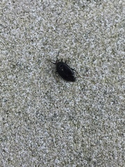 Deraeocoris sayi
