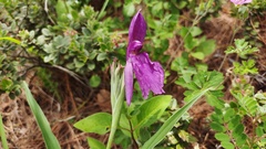 Roscoea