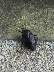 Deraeocoris sayi