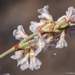 Wright's Buckwheat - Photo (c) Tim Messick, some rights reserved (CC BY-NC), uploaded by Tim Messick