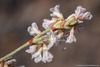 Wright's Buckwheat - Photo (c) Tim Messick, some rights reserved (CC BY-NC), uploaded by Tim Messick
