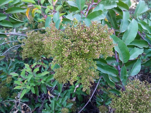 iNaturalist observation photo of laurel sumac