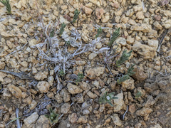 Eremocarya micrantha