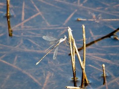 Lestes vidua
