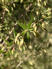 Styphelia setigera
