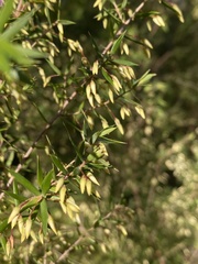 Styphelia setigera