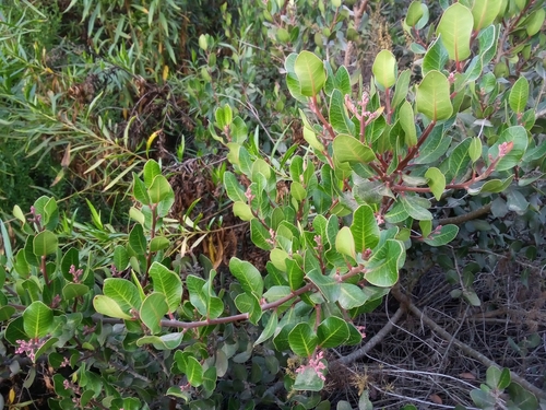 iNaturalist observation photo of lemonade berry