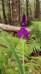 Roscoea