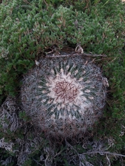 Echinofossulocactus ochoterenaus