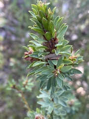 Pultenaea tuberculata