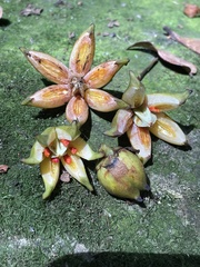 Clusia multiflora