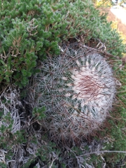 Echinofossulocactus ochoterenaus