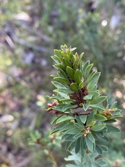Pultenaea tuberculata