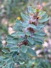 Pultenaea tuberculata