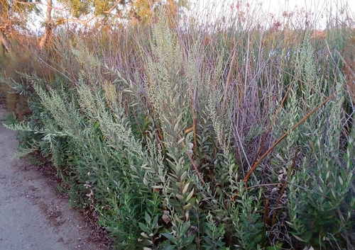 iNaturalist observation photo of California mugwort