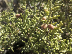 Walshomyia juniperina