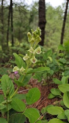 Scutellaria likiangensis