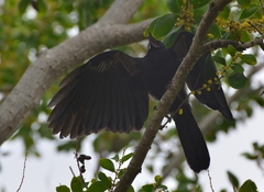 Corvus moneduloides