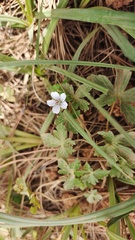 Geranium nepalense
