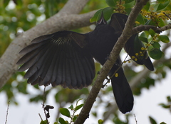 Corvus moneduloides