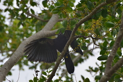 Corvus moneduloides