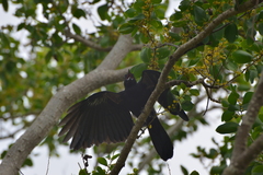 Corvus moneduloides