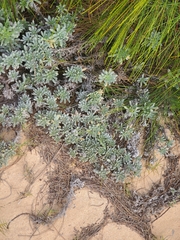 Heliotropium anomalum