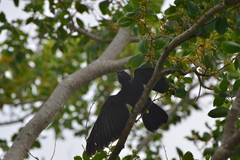 Corvus moneduloides
