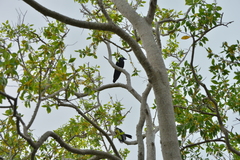 Corvus moneduloides