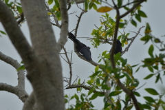Corvus moneduloides