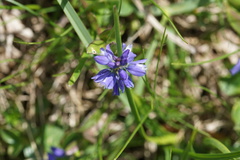 Polygala alpina