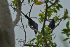 Corvus moneduloides