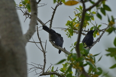 Corvus moneduloides
