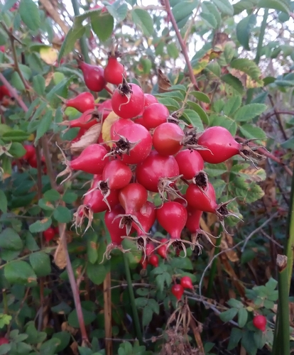 iNaturalist observation photo of California Wild Rose