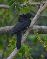 Corvus moneduloides
