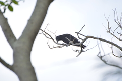 Corvus moneduloides