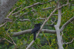Corvus moneduloides