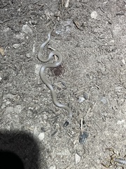 Tantilla hobartsmithi