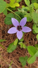 Pseudocodon graminifolius