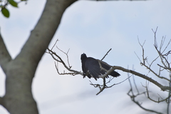 Corvus moneduloides